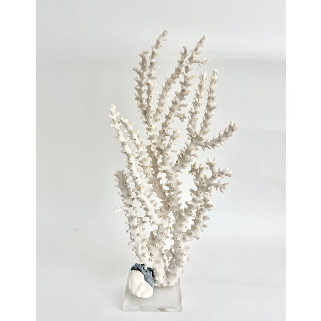 Chinoiserie Exceptional Natural Octopus Coral on Acrylic Base For Sale - Image 3 of 8