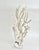 Chinoiserie Exceptional Natural Octopus Coral on Acrylic Base For Sale - Image 3 of 8