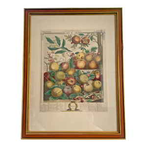 Early 20th Century Vintage Fruit Print - Framed