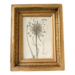 Framed Curtis Botanical Framed Garlic Flower, 1830's Etched Illustration Framed