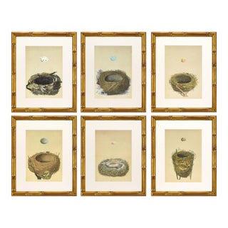 19th C. Francis Morris Bird Nest Woodblock Prints, C. 1875 - Set of 6 For Sale
