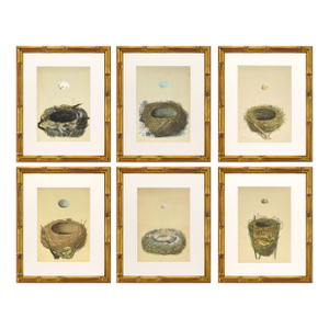 19th C. Francis Morris Bird Nest Woodblock Prints, C. 1875 - Set of 6