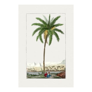Vintage Date Palm Tree, Botanical Art Print Reproduction, 20" X 30" For Sale