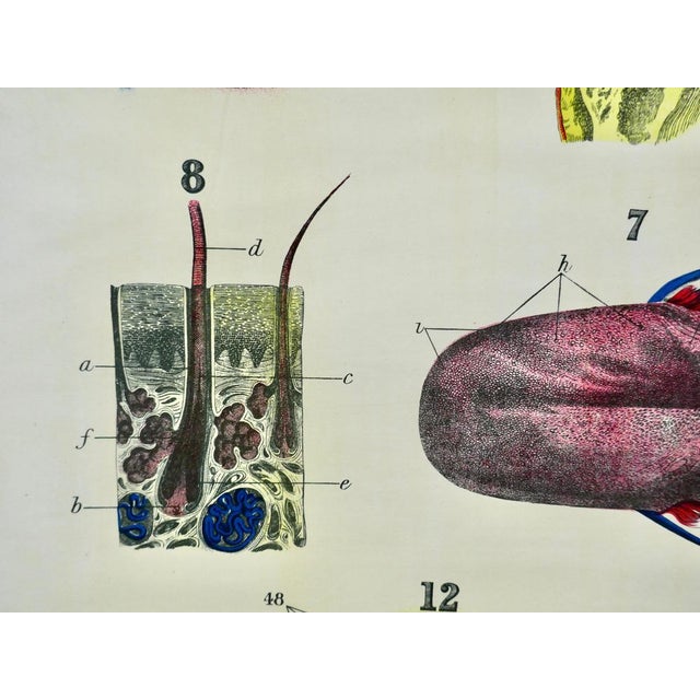 1920s Large University Anatomical Chart of Organs of Sense & Voice by Dr. William Turner, 1920s For Sale - Image 5 of 7