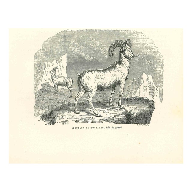 Paul Gervais, The Goat, 1854, Lithograph For Sale
