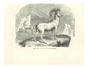 Paul Gervais, The Goat, 1854, Lithograph
