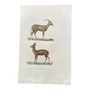 French Antique 18th Century "Le Antilope" Animal Engraving Hand Colored Artwork