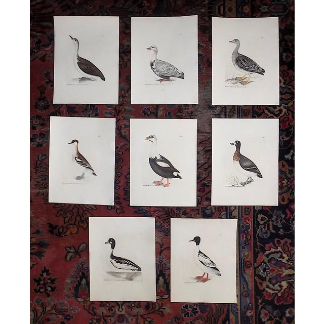 Antique 18th C. Water Bird Hand Colored Engravings c.1792 - Set of 8 For Sale - Image 9 of 9