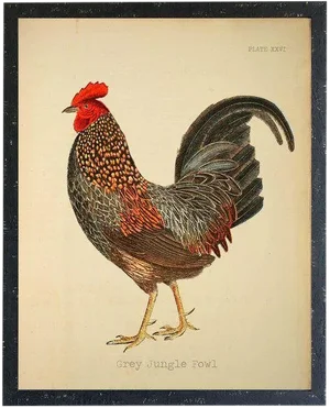 Grey Jungle Fowl Rooster 20x26