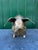 English Brass Piggy Bank, 1920s For Sale - Image 4 of 10