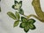 2020s Celerie Kemble for Schumacher Hothouse Flowers Pillows, Pair For Sale - Image 5 of 12