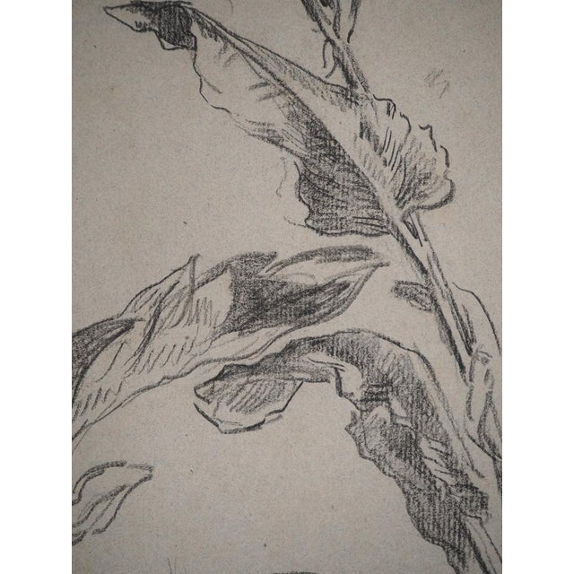 Maximilien Luce, Study of Leaves, Original Drawing For Sale - Image 4 of 6