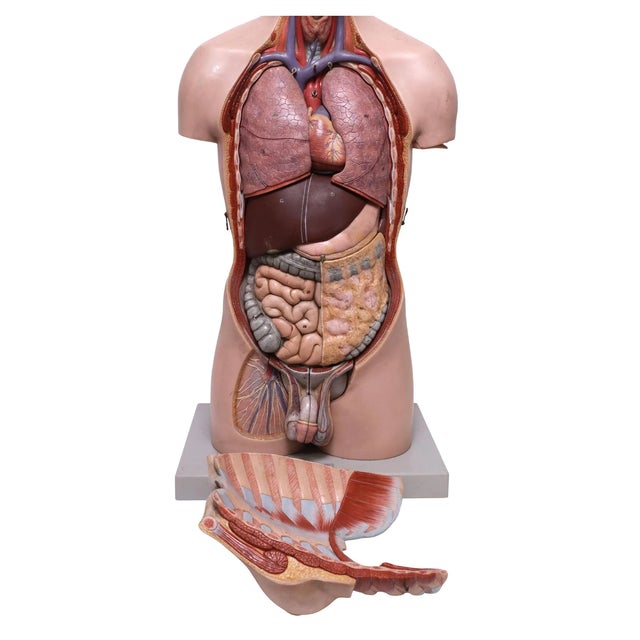 1950s The Modular Anatomical Torso: Somso Model Bs 23 For Sale - Image 4 of 14