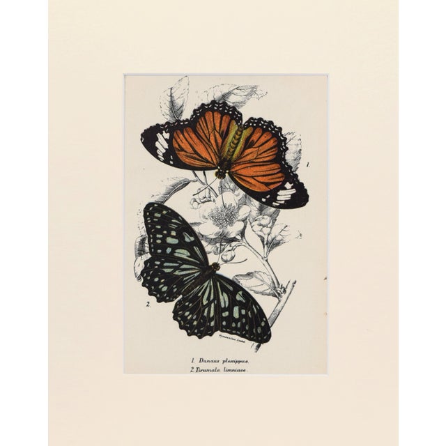 19th Century chromolithograph published 1894-97, London for "Lloyds's Natural History. " Edited by R. Bowdler Sharpe, W....