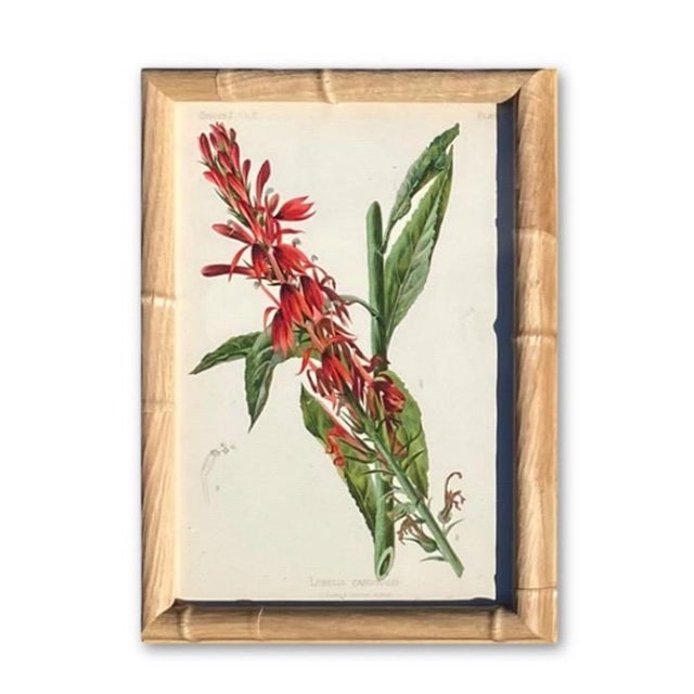 Framed Antique Chromolithographs Set of 7 From "Wild Flowers of America", Series II Volume Ii, L. Prang & Co., Boston (C. 1879) For Sale - Image 10 of 18