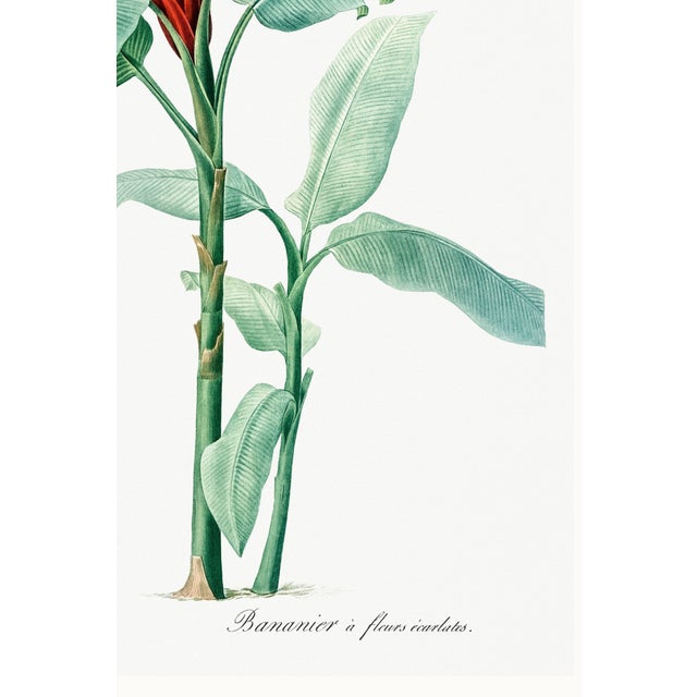 Scarlet Banana Illustration, Vintage Botanical Art Print Reproduction, 24" X 36" For Sale - Image 10 of 10