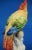 20th Century Porcelain Cockatoo Parrot Sculpture from Rudolstadt Volkstedt Manufacture, Germany For Sale - Image 15 of 18