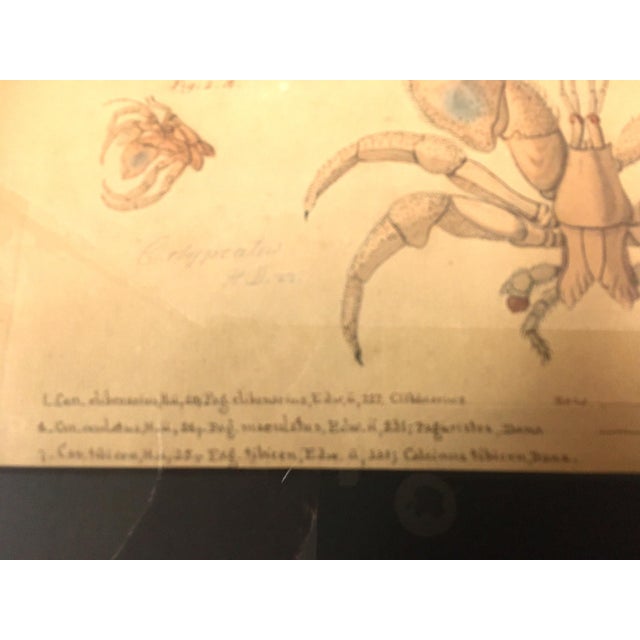 Group of Four Crustaceans Studies 1793 by f.d. Heidenreich For Sale - Image 13 of 18
