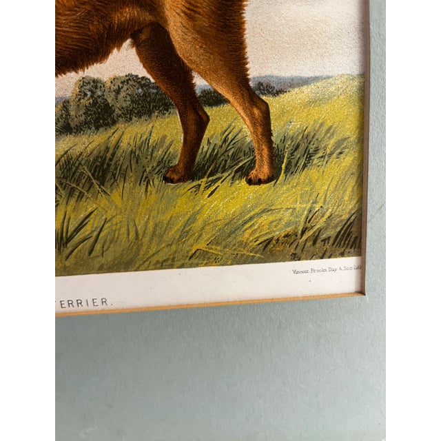 Print of an Irish Terrier from Cassel's Book of the Dog, 1880. Image printed by Vincent Brooks Day & Son, London, UK....