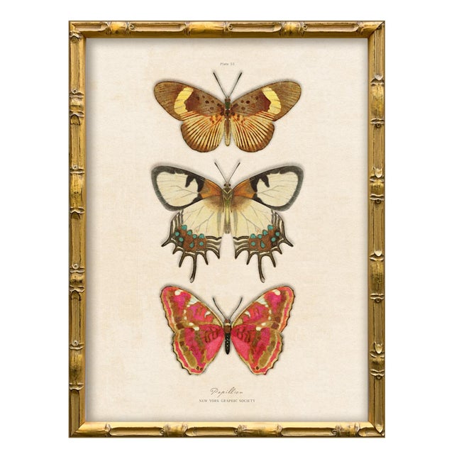 Various Artists Reproduction Vintage Butterfly Art Print Set (Set of 2), Framed For Sale - Image 4 of 7