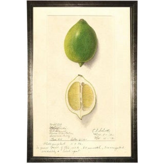 Lime Study in Pewter Shadowbox 13x19 For Sale