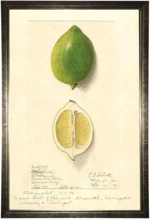 Lime Study in Pewter Shadowbox 13x19