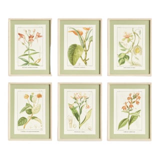 Assorted Blooming Plant Study St/6 For Sale