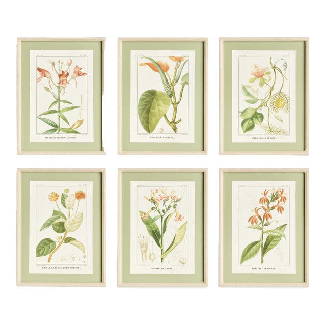 Assorted Blooming Plant Study St/6 For Sale