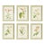 Assorted Blooming Plant Study St/6 For Sale