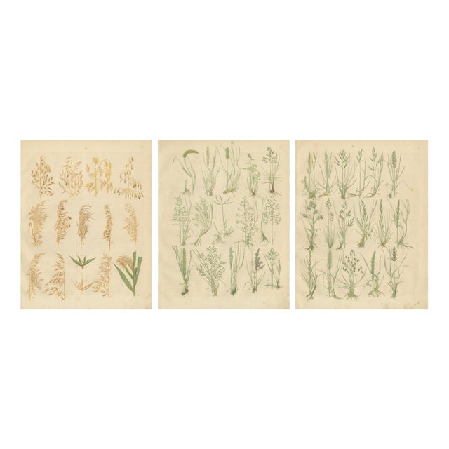 Carl Gustav Calwer, Oats and Wild Grasses Prints, 1852, Lithographs, Set of 3 For Sale