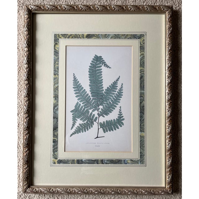 Realism Antique Fern Prints-Custom Framed-Set of 3 For Sale - Image 3 of 6