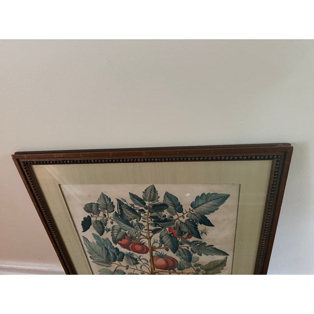 Antique Hand-Colored Engraving — Tomato & Melon Botanical Print After Basilius Besler, Framed For Sale - Image 12 of 18