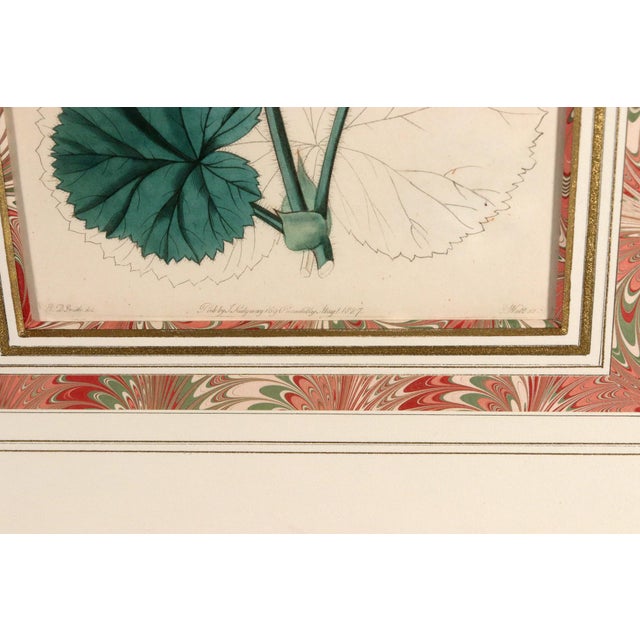 Antique Botanical Prints of Geranium by Robert Sweet For Sale - Image 17 of 18