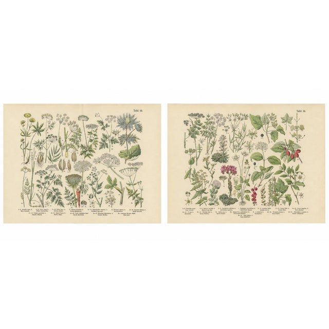 M. Fünfstück, Umbellifers & Medicinal Plants, 1890s, Chromolithograph, Set of 2 For Sale - Image 3 of 9