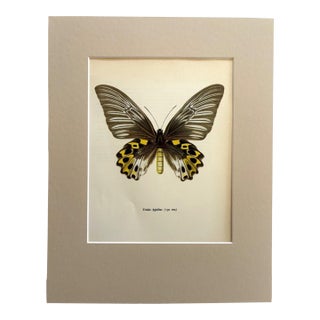 Vintage 1965 Butterfly Print in 11x14 Mat: Troides Hypolitus (Cramer), EUC For Sale