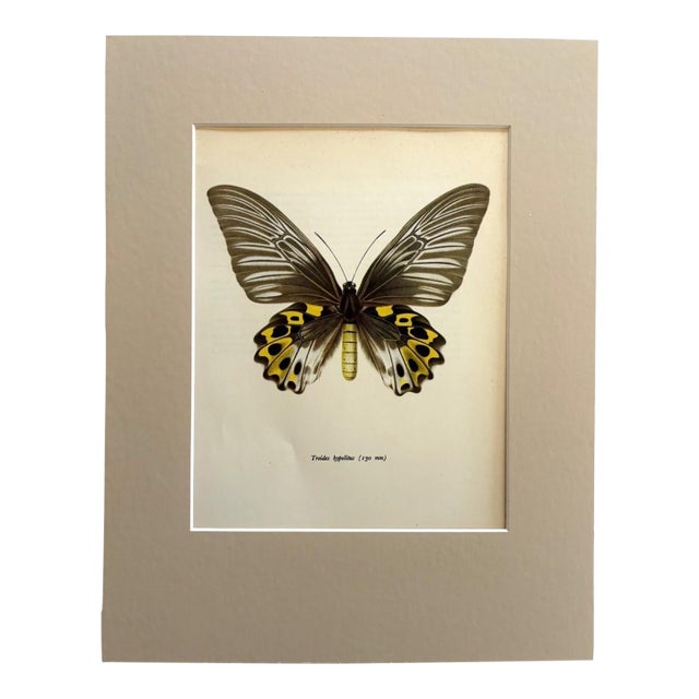 Vintage 1965 Butterfly Print in 11x14 Mat: Troides Hypolitus (Cramer), EUC For Sale