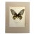 Vintage 1965 Butterfly Print in 11x14 Mat: Troides Hypolitus (Cramer), EUC For Sale