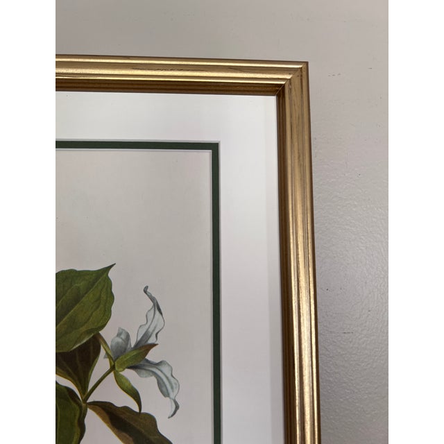 Vintage Botanicals Set 9 Framed - Authentic Vintage 1966 Prints For Sale - Image 4 of 5
