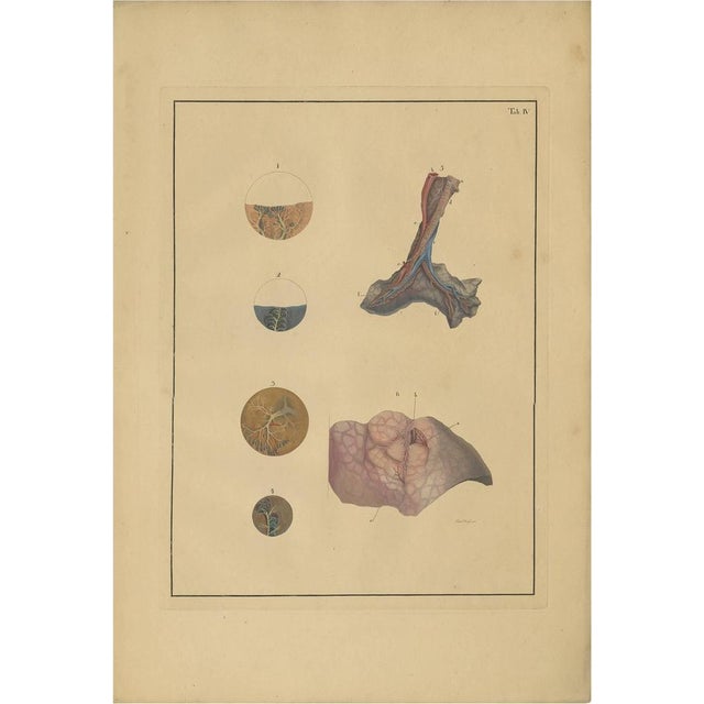 Early 19th Century F.D. Reisseisen, Medical Print of Lungs, 1822, Print For Sale - Image 5 of 5