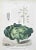 Lithograph hand watercolored. Belongs to the Series "Atlante di Botanica popolare ossia Illustrazione di Piante Notevoli...