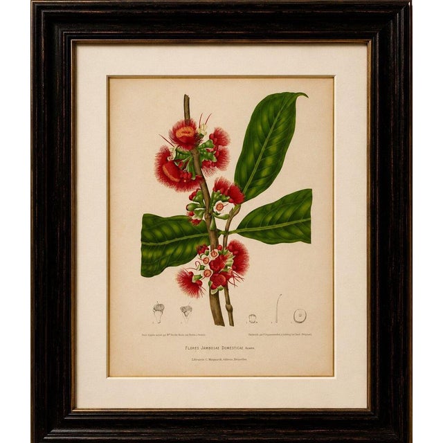 Title: antique wax apple blossom botanical chromolithograph by hoola van nooten, c. 1880 : a magnificent original antique...