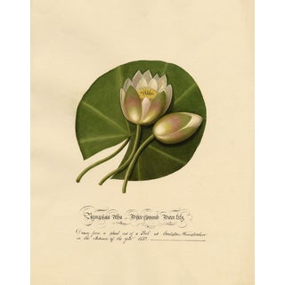 Louisa Hare, Water Lily at Eardiston Pool, Worcestershire, 1832, Watercolour For Sale