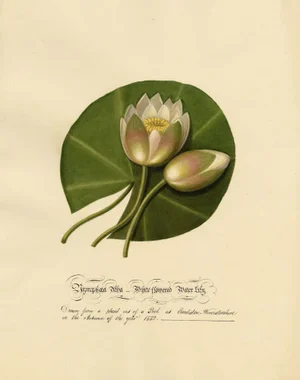 Louisa Hare, Water Lily at Eardiston Pool, Worcestershire, 1832, Watercolour