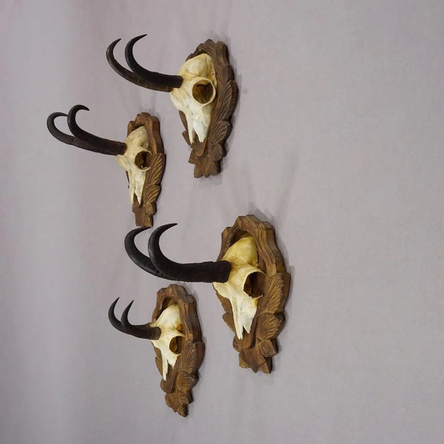 Vintage Set of Four Chamois Trophies on Carved Plaques, Germany ca. 1950s A set of four vintage chamois (Rupicapra...