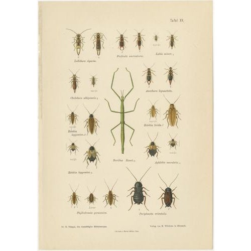 Richard Tümpel, Mantis, Stick Insects & Grasshoppers, 1908, Lithograph, Set of 3 For Sale - Image 3 of 12