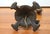 Rembrandt Antique Bouillotte Iron Tole Lamp, 1920s For Sale - Image 11 of 12