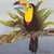 Original Toucan Painting on Canvas Tropical Bird Gilt Frame For Sale In Tampa - Image 6 of 10