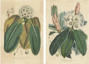 Louis Van Houtte, Botany Illustrations, Rhododendron, 1849, Print, Set of 2