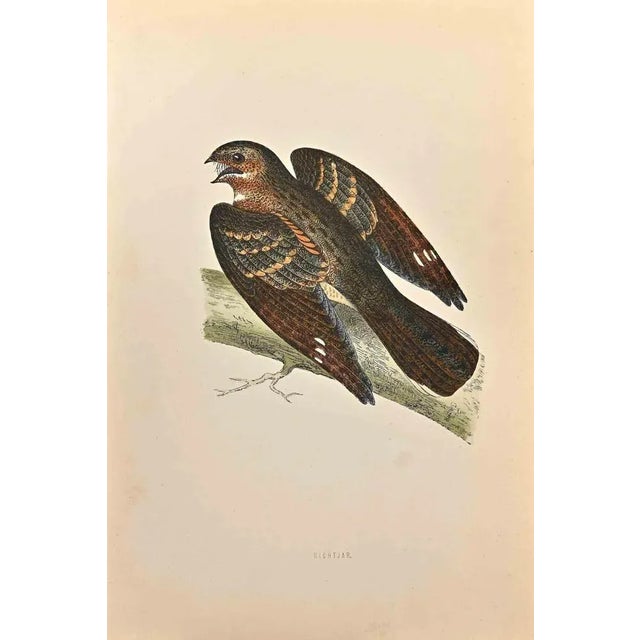 Nightjar is a modern artwork realized in 1870 by the British artist Alexander Francis Lydon (1836-1917). Woodcut print on...