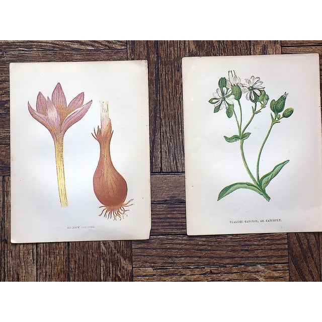 Mid 19th Century Antique 19th Century Anne Pratt Botanical Chromolithographs - Set of 12 For Sale - Image 5 of 8